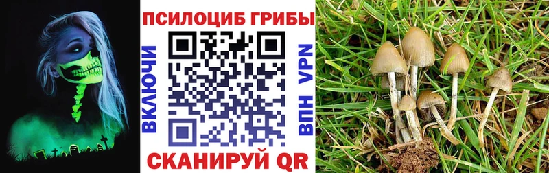 Псилоцибиновые грибы мицелий  Новороссийск 